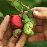 Les noix de cajou ne sont pas à proprement parler des noix, mais les graines d’un fruit (archives). KEYSTONE/AP/WILFREDO LEE
